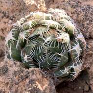 Image of Haworthia decipiens Poelln.