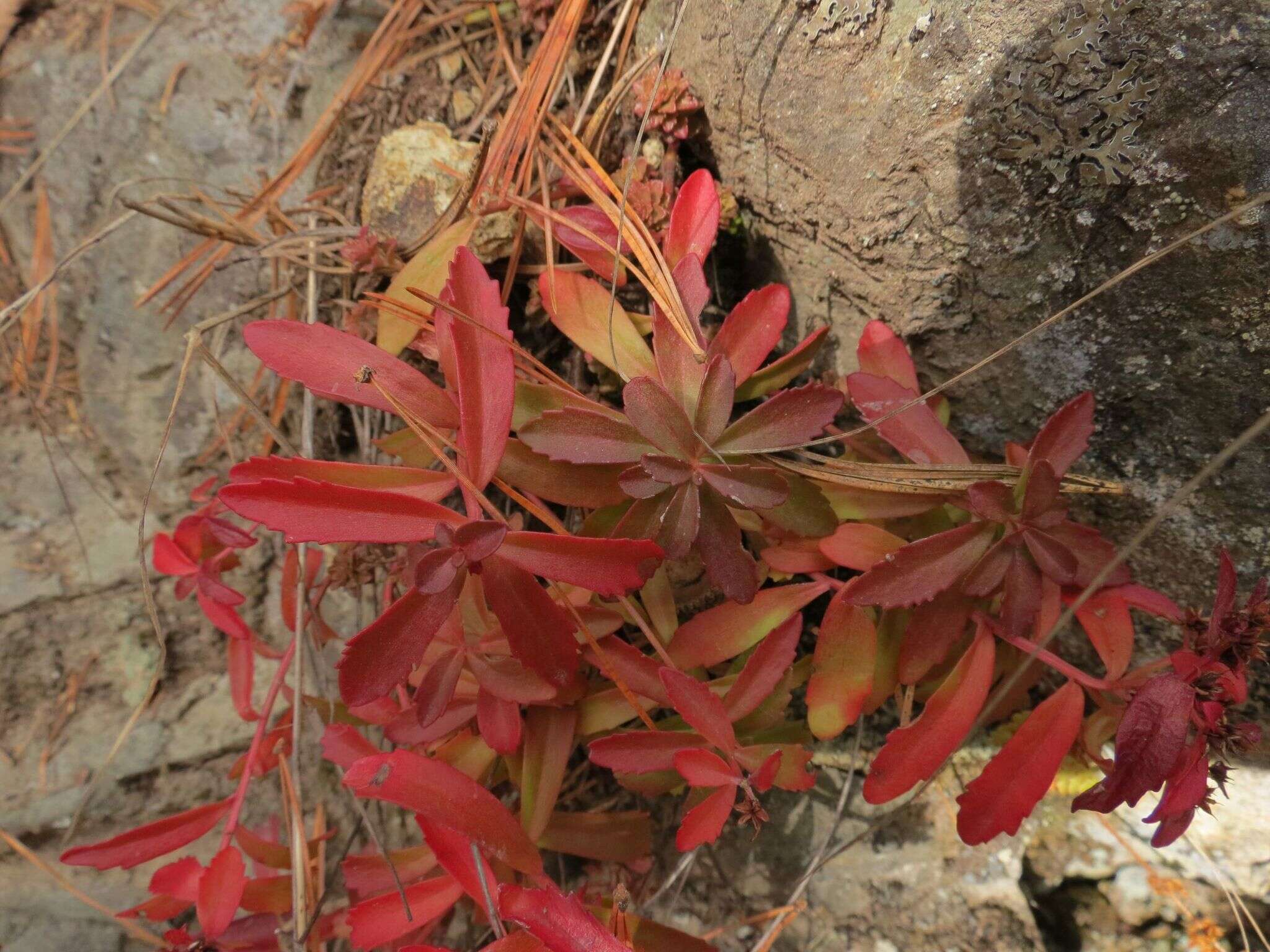 Image of Phedimus middendorfianus (Maxim.) H. 't Hart