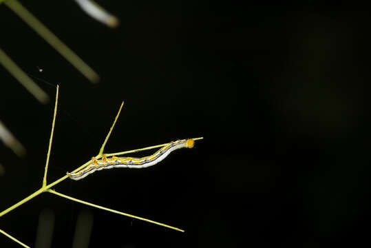 Image of Poinciana looper