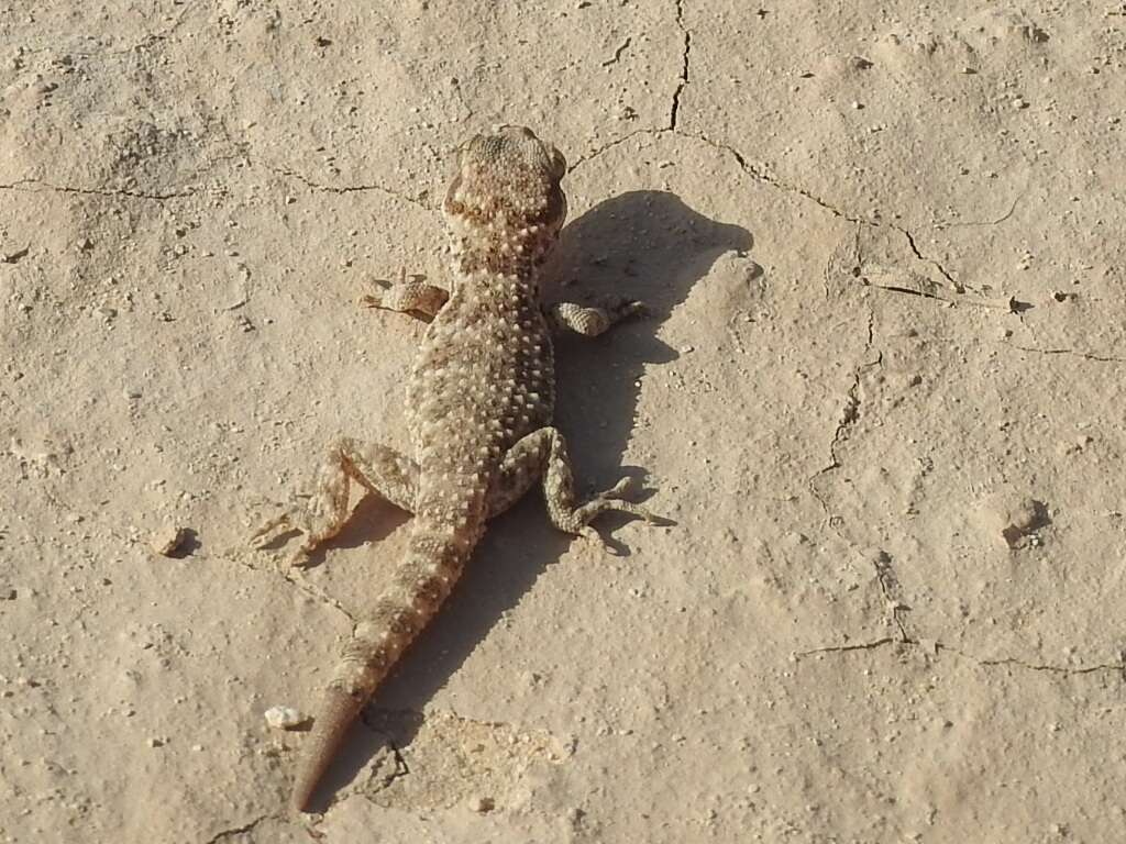 Image of Baiuch Rock Gecko