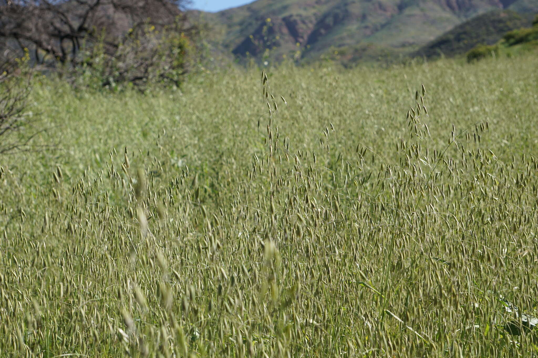 Image of wild oat