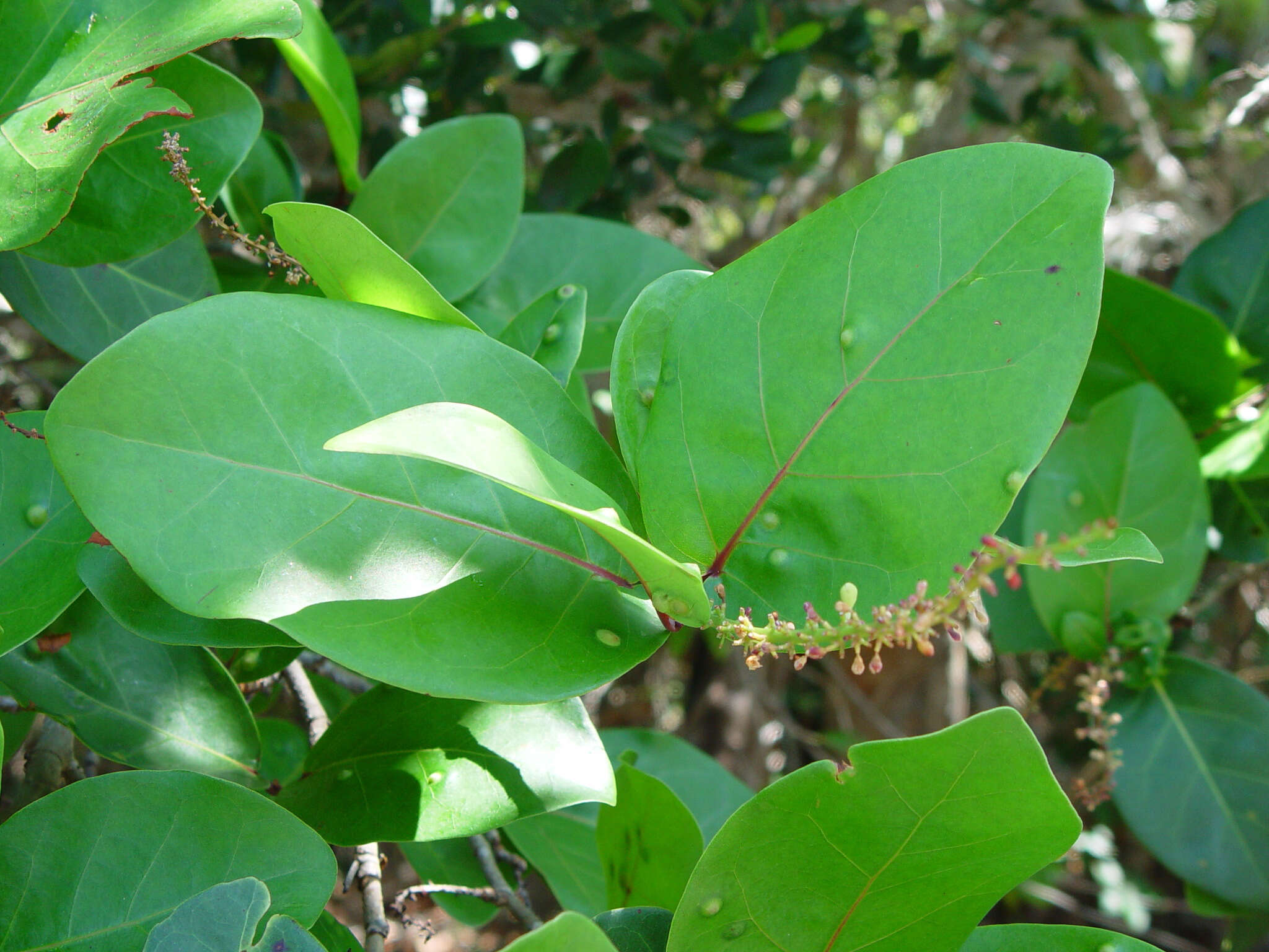 Coccoloba hybrida I. Castañeda resmi