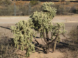 Image of jumping cholla