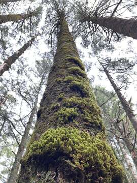 Image of Taiwan White Pine