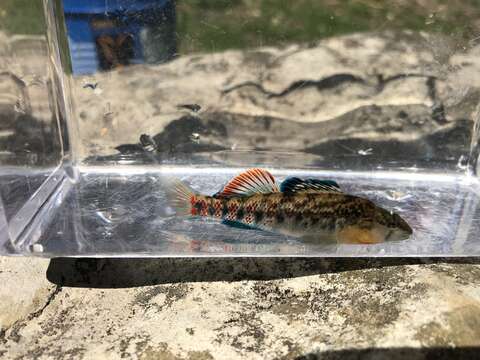 Image of Highland Rim Darter