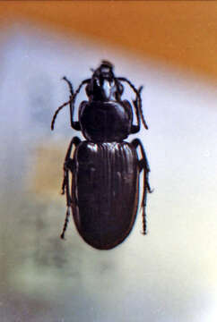 Imagem de Pterostichus (Melanius) aterrimus (Herbst 1784)