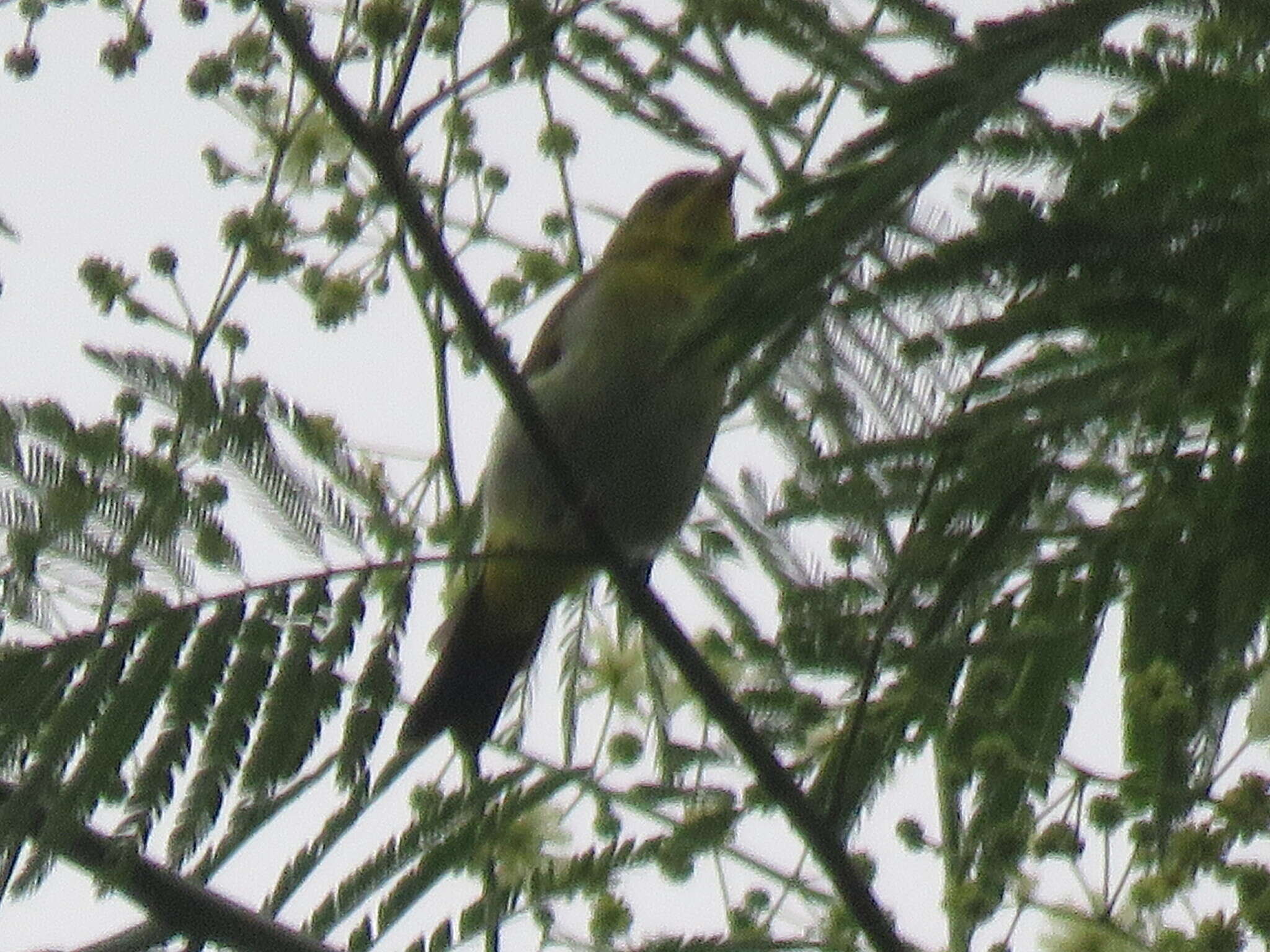 Image of Yellow-backed Tanager