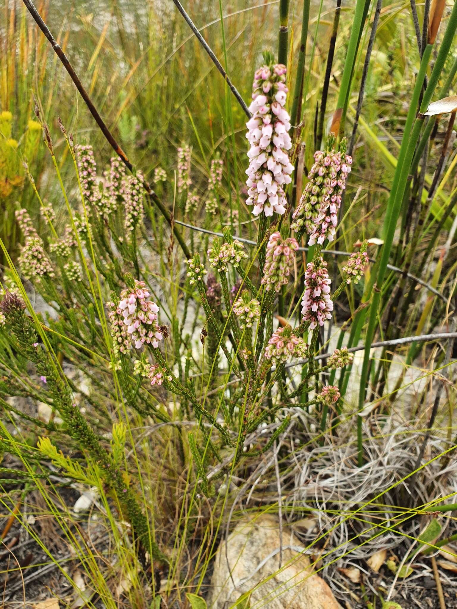 Image of Erica regerminans L.