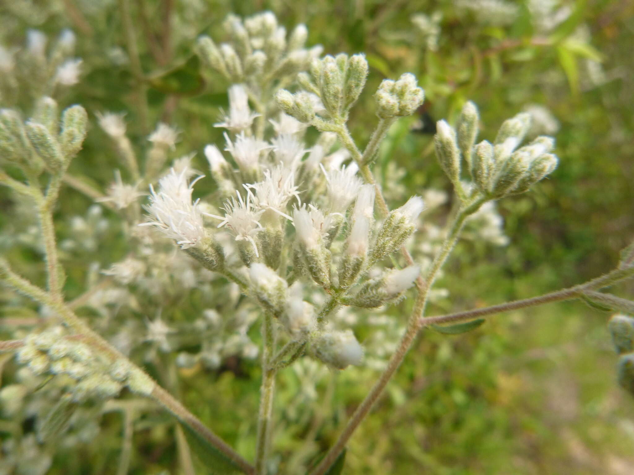 Plancia ëd Eupatorium linearifolium Walt.