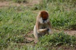 Image of Patas Monkey