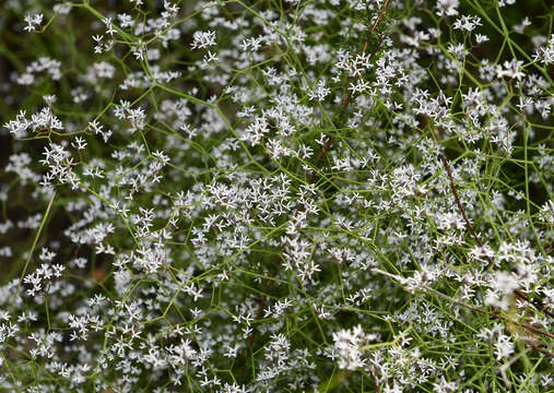 Sivun Conospermum paniculatum E. M. Bennett kuva