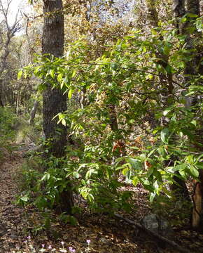 Imagem de Frangula betulifolia (Greene) Grubov