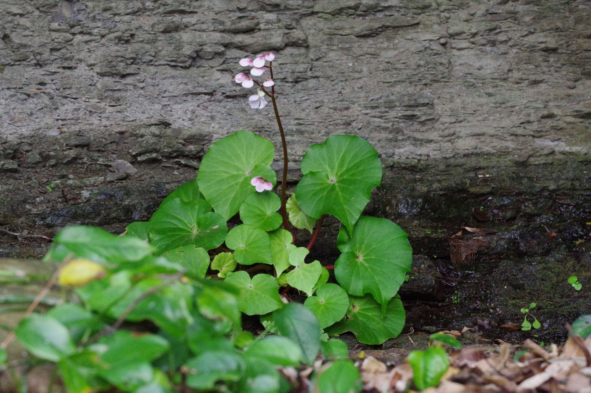 Слика од Begonia fenicis Merr.