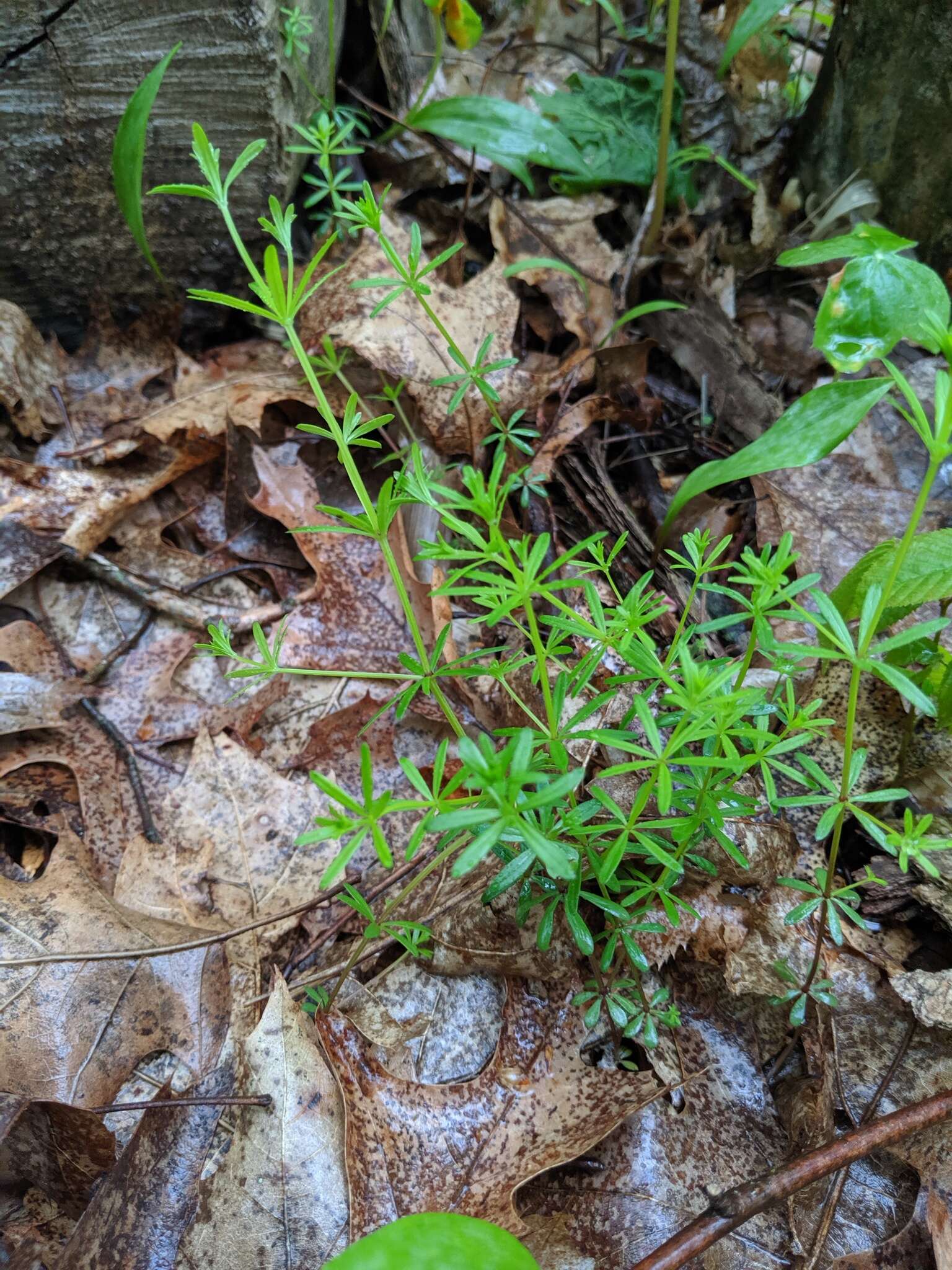 Plancia ëd Galium concinnum Torr. & A. Gray