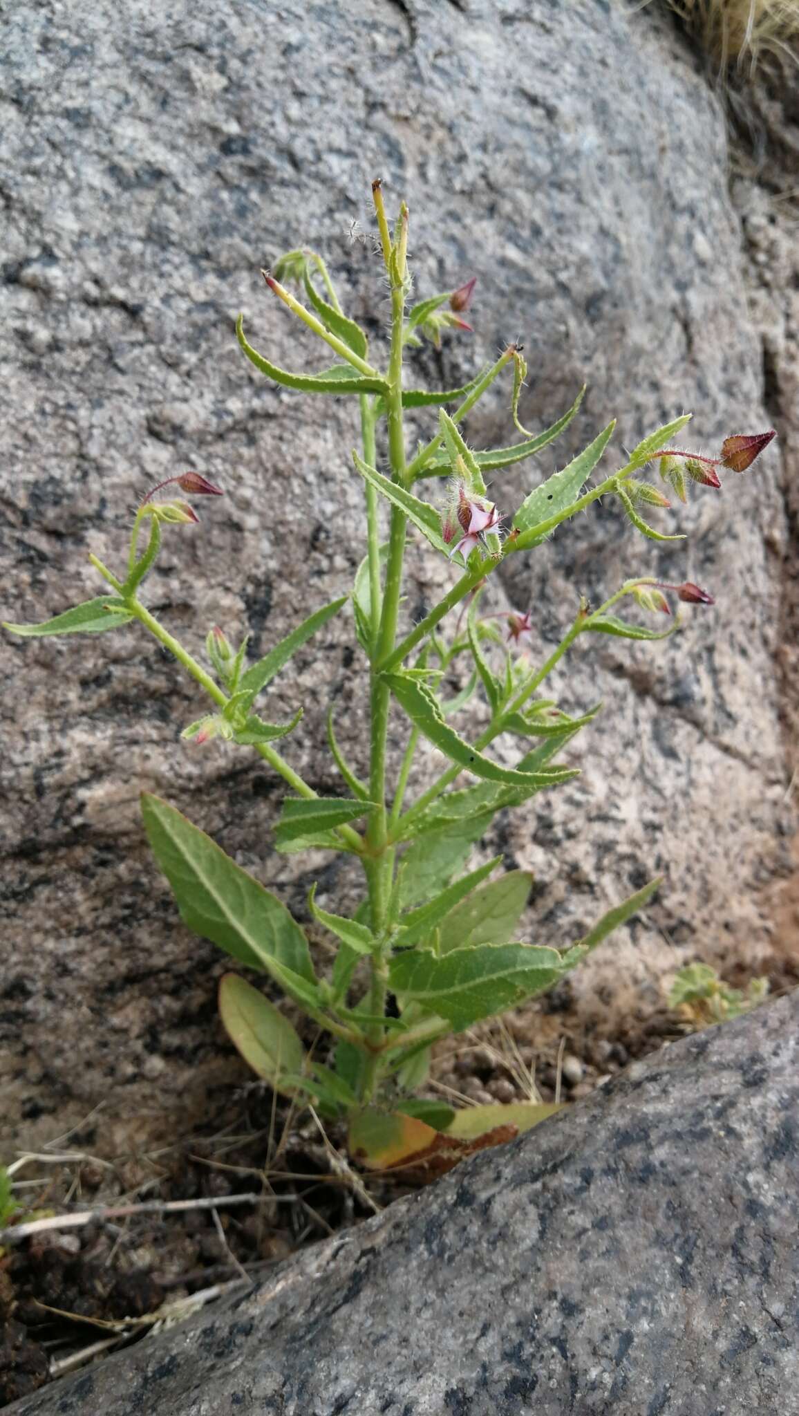 Image de Trichodesma africanum (L.) R. Br.