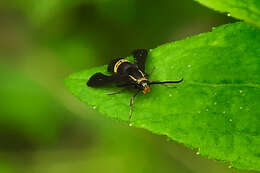 Image of The Boneset Borer