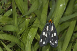 Слика од Macrobrochis gigas Walker 1854