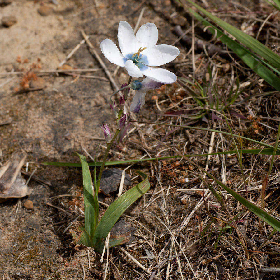 Image of Ixia versicolor G. J. Lewis