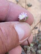 Imagem de Drosanthemum curtophyllum L. Bol.