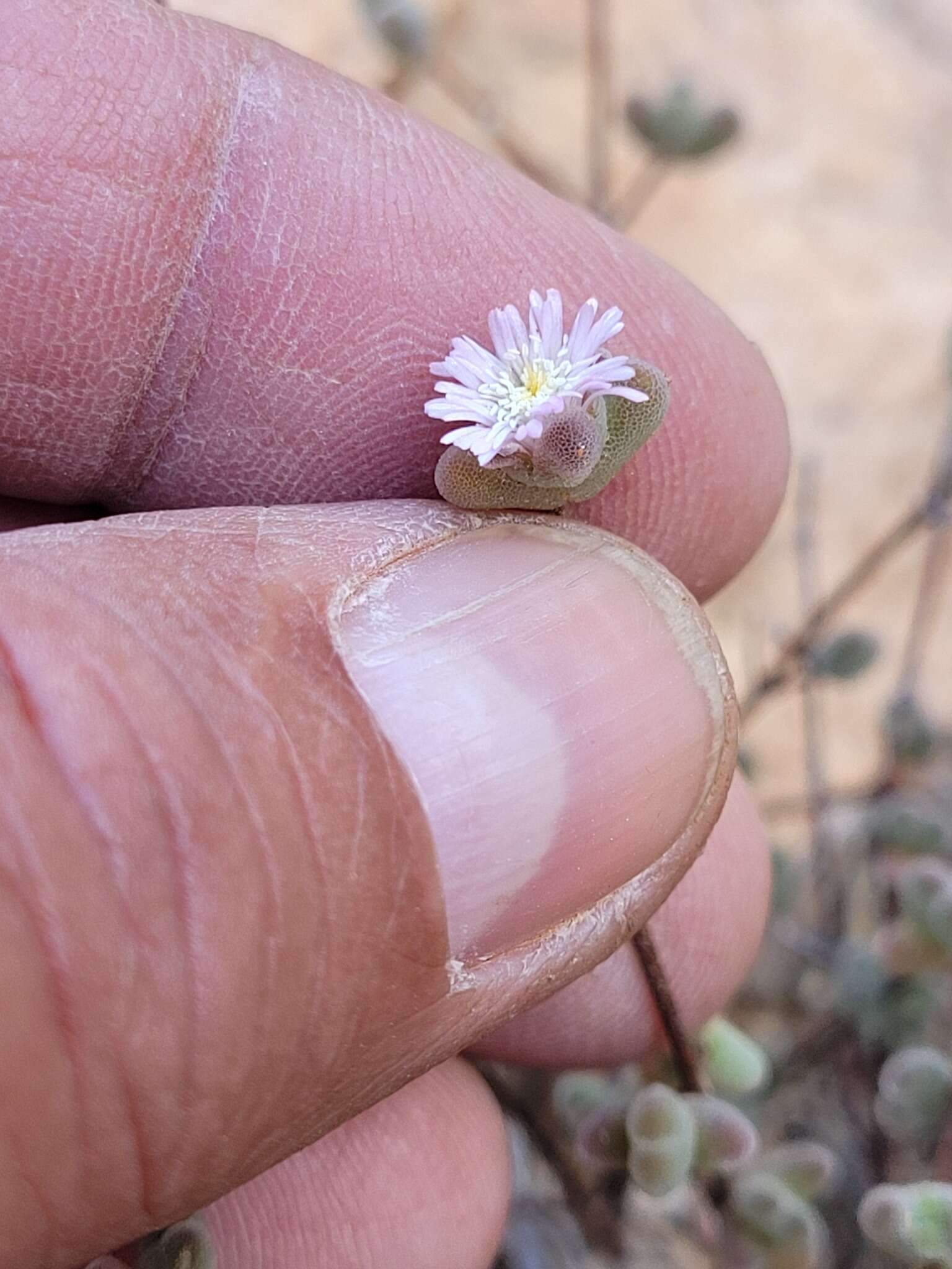 Imagem de Drosanthemum curtophyllum L. Bol.