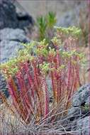 Image of sea spurge