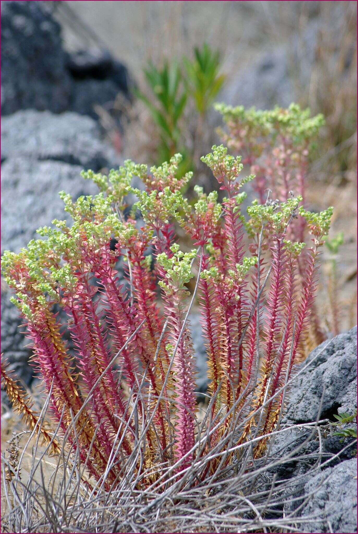 Image of sea spurge