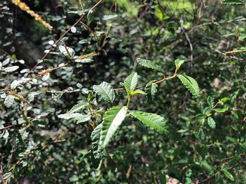 Acalypha eremorum Müll. Arg. resmi