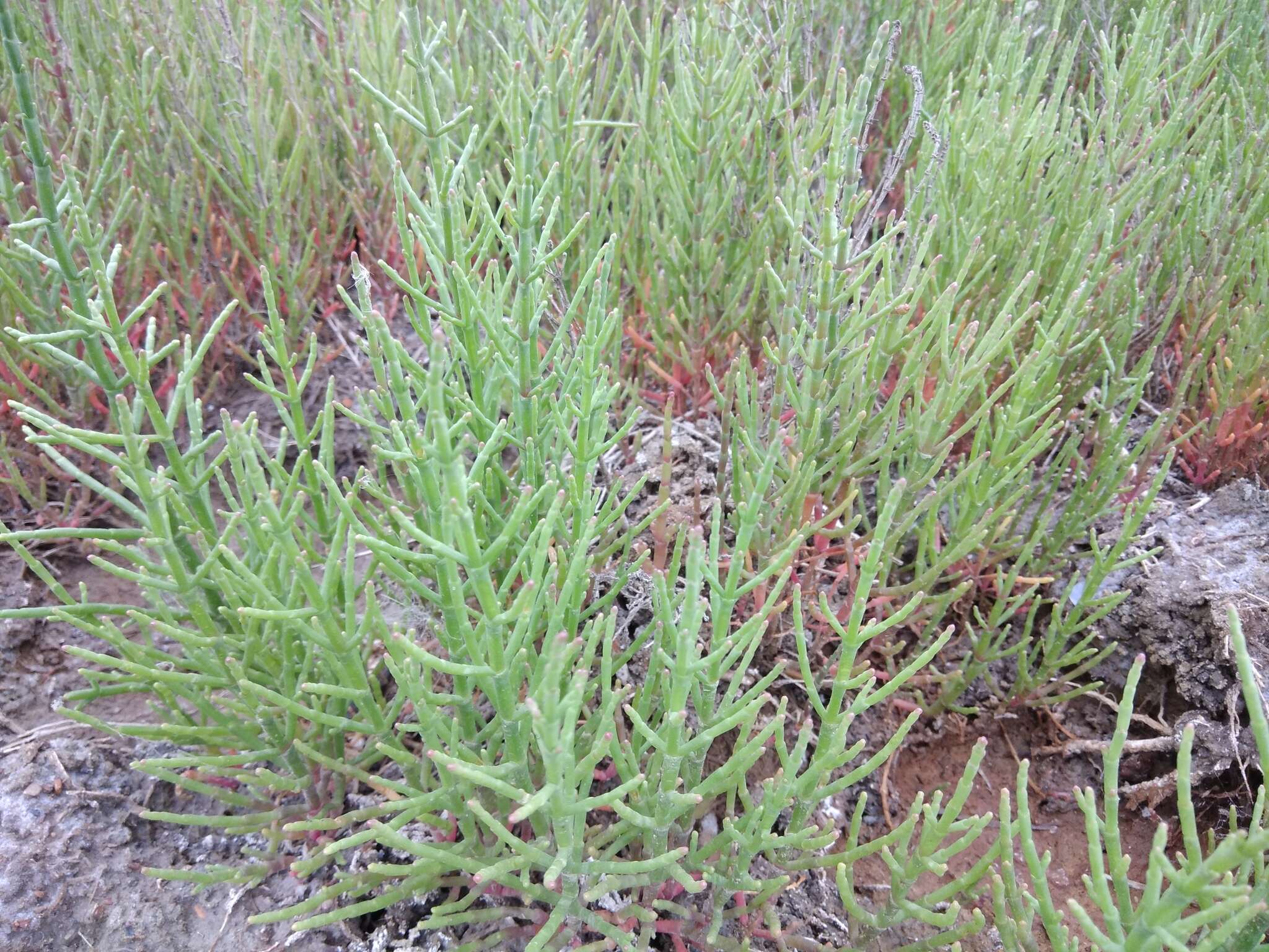 Image of glasswort