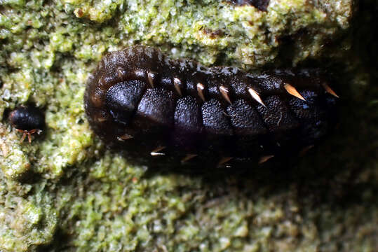 Image of Acanthochitona sueurii (Blainville 1825)