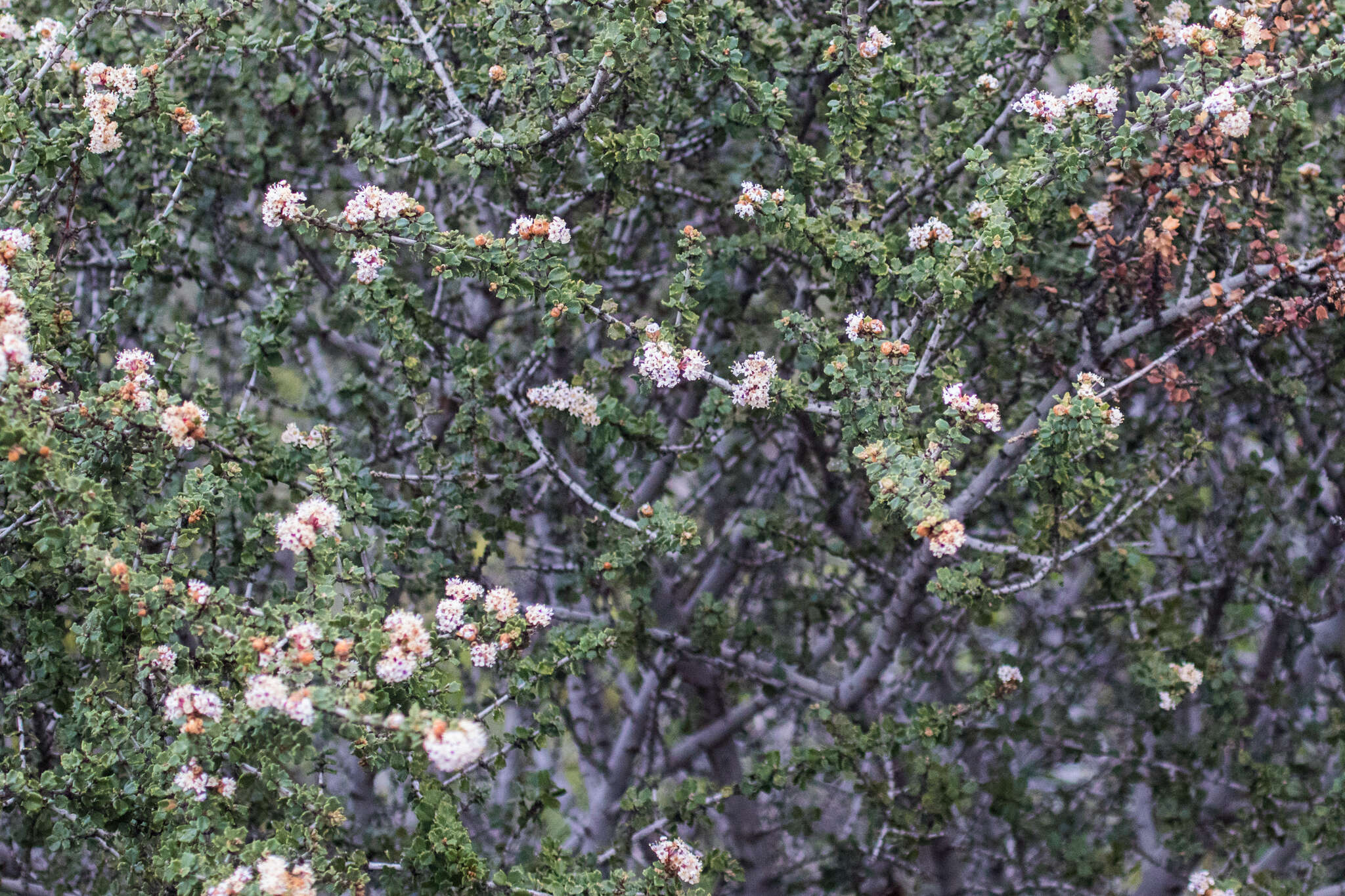 Image of ceanothus