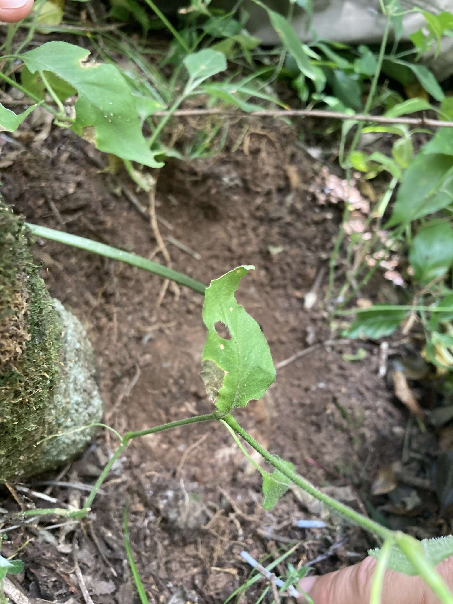 Слика од Bowiea volubilis Harv. ex Hook. fil.