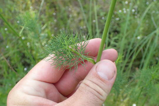 Image of ribbed mock bishopweed