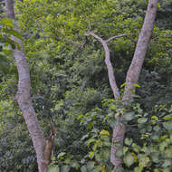 Image of Mulberry leaf