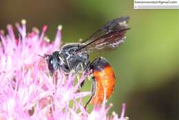 Image of Euaspis basalis (Ritsema 1874)