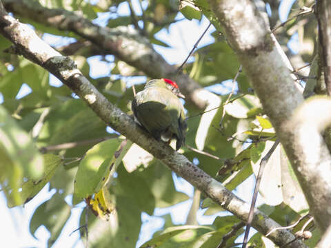 Image of Lance-tailed Manakin