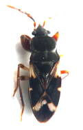 صورة Malipatilius forticornis (Gross & G. F. 1965)