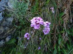 Image of Erysimum linifolium (Pers.) J. Gay