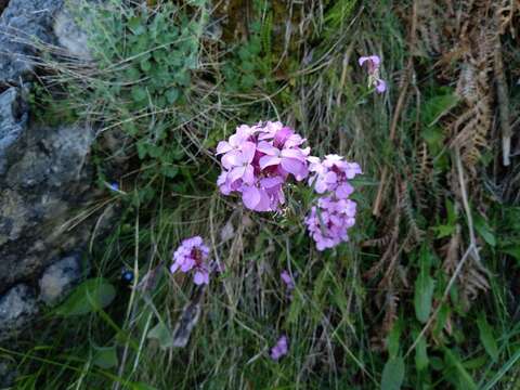 Image of Erysimum linifolium (Pers.) J. Gay