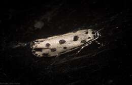 Ethmia sphaerosticha Meyrick 1886的圖片