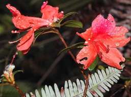 Plancia ëd Rhododendron simsii Planch.