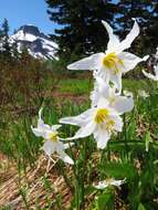 Imagem de Erythronium montanum S. Watson