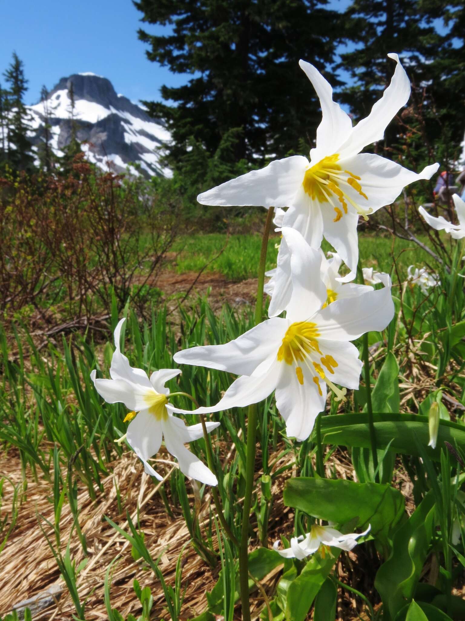 Imagem de Erythronium montanum S. Watson