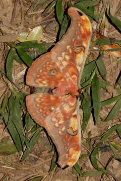 Image of Antheraea larissa (Westwood 1847)