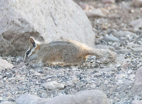 Image of Cliff Chipmunk