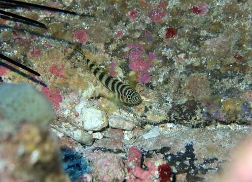 صورة Gorogobius nigricinctus (Delais 1951)