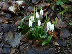 Image de Galanthus woronowii Losinsk.