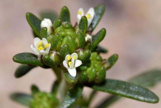 Image of Phyllopodium heterophyllum (L. fil.) Benth.