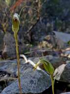 Image of Curved greenhood