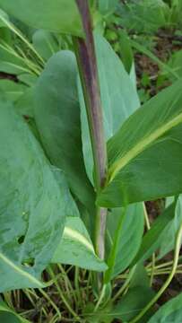 Image of great coneflower