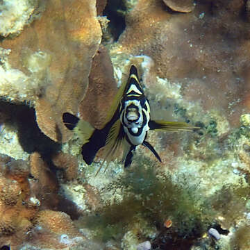 Image of Blacktip morwong